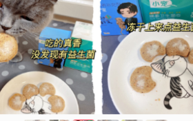 肠胃宝养猫心得分享 夏季必不可少的小宠肠胃宝